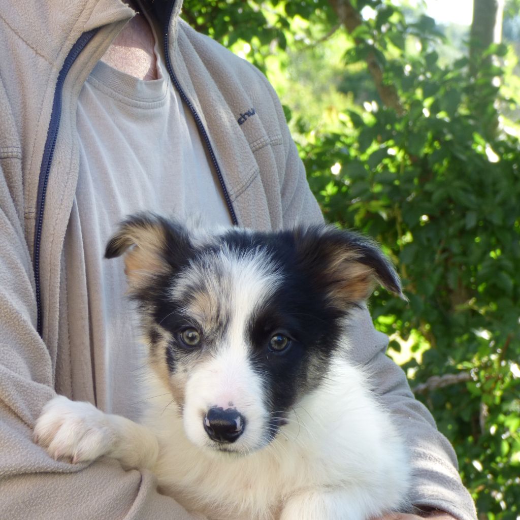 De Clébalou - Border Collie - Portée née le 29/04/2021