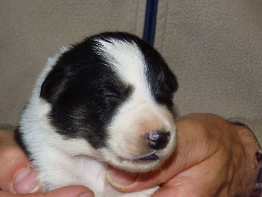 De Clébalou - Border Collie - Portée née le 08/05/2020