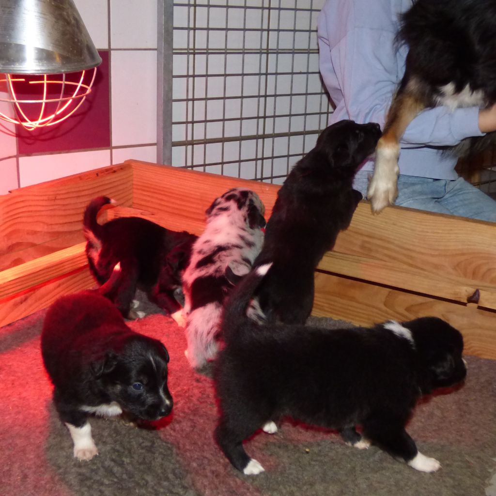 De Clébalou - Border Collie - Portée née le 28/11/2021